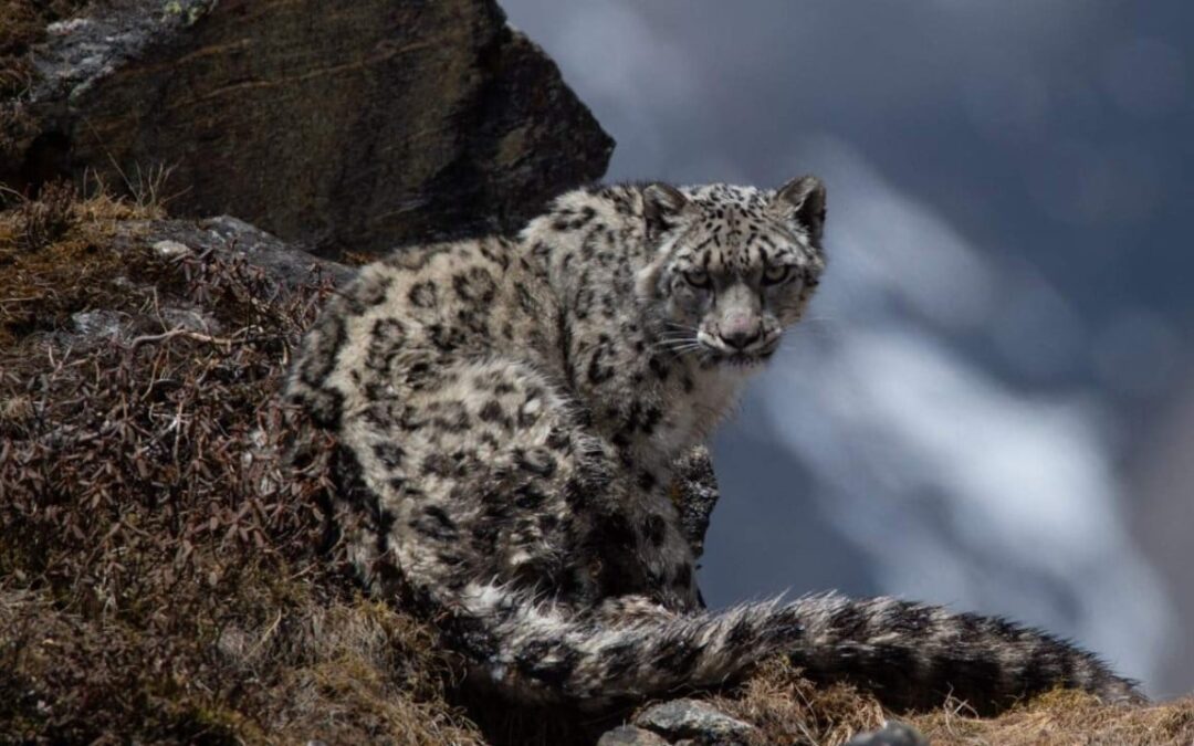 Snow leopards could vanish from Nepal by 2050 under severe climate change, study warns