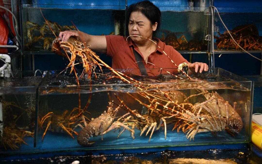 Vietnamese lobsters claw back to prominence in China after temporary dip