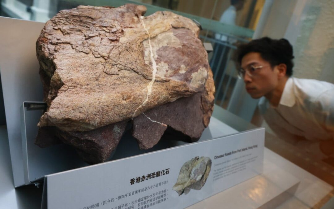 How will the discovery of dinosaur fossils affect Hong Kong? Experts share expectations