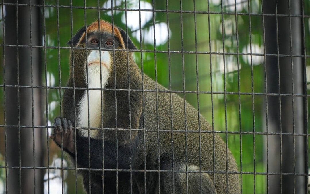 9 monkeys believed to have died in Hong Kong zoo from melioidosis bacterial infection