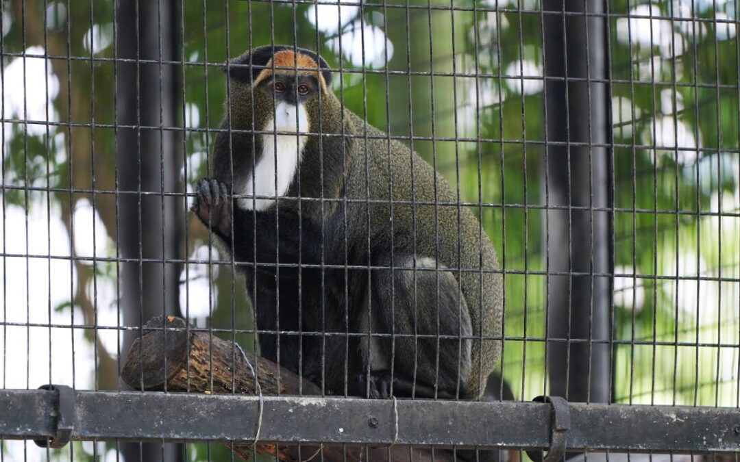 Hong Kong official denies hiding details about monkeys in quarantine after deadly infections