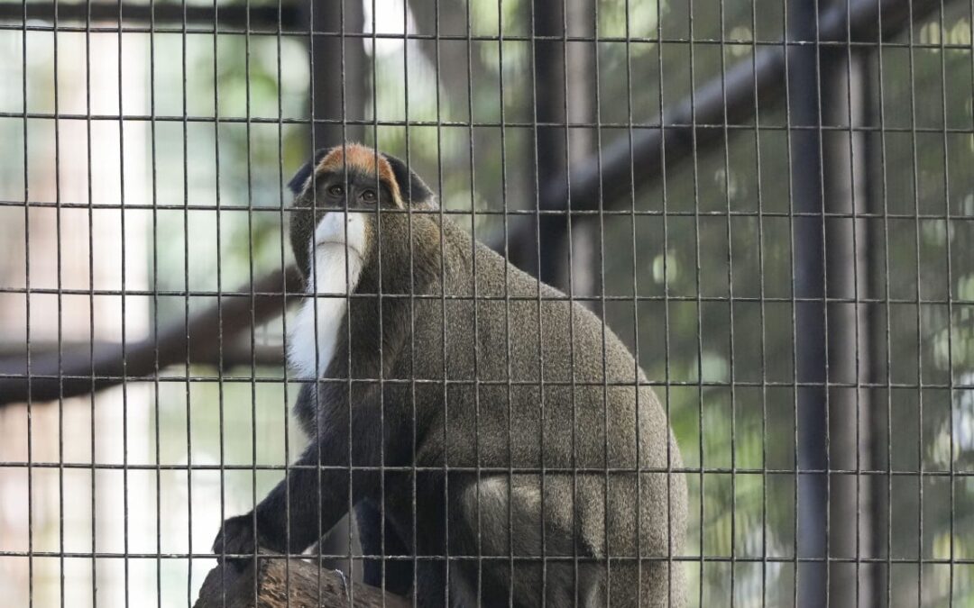 Another monkey dies at Hong Kong zoo, taking total to 10 amid melioidosis outbreak