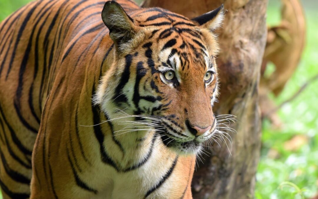 Malaysia’s capture of tiger blamed for 2 deaths highlights conservation dilemma