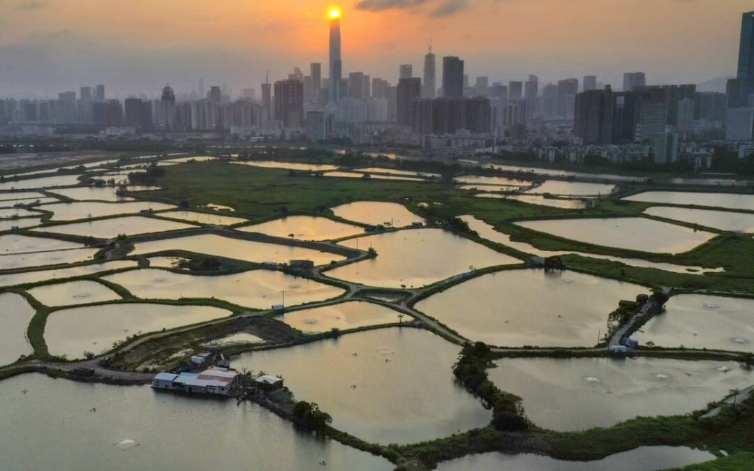 Consultant lays out vision for wetland park creation in Hong Kong’s Northern Metropolis