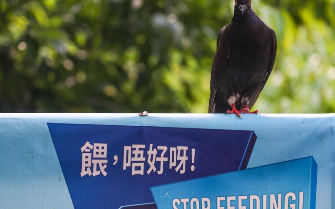 Hong Kong police arrest man, 89, for allegedly killing pigeon by throwing stone