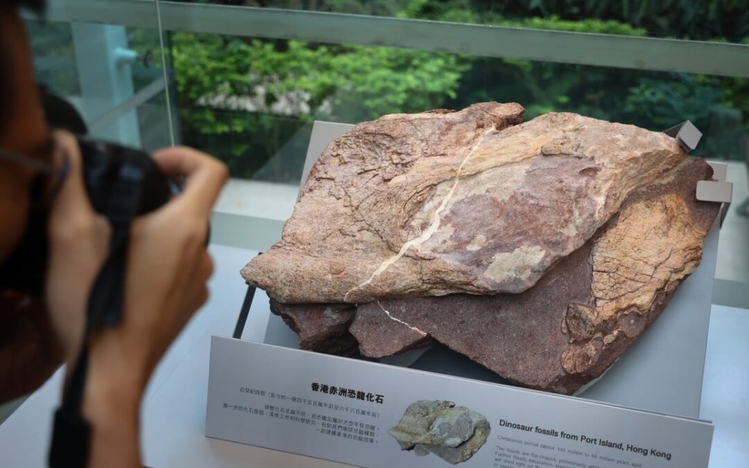 Hong Kong dinosaur fossils found in 2013 but ‘priorities’ delayed identification: official