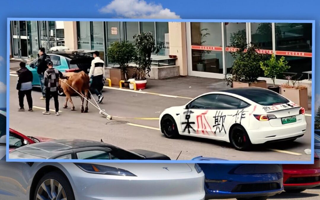 China driver buys used US$14,000 Tesla, finds it will not charge, tows with ox in protest