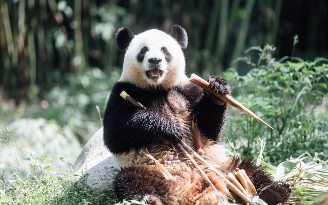 Hong Kong’s new pandas An An and Ke Ke explore Ocean Park home after finishing quarantine