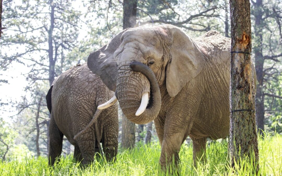 Should elephants have the same rights as people? A US court may decide