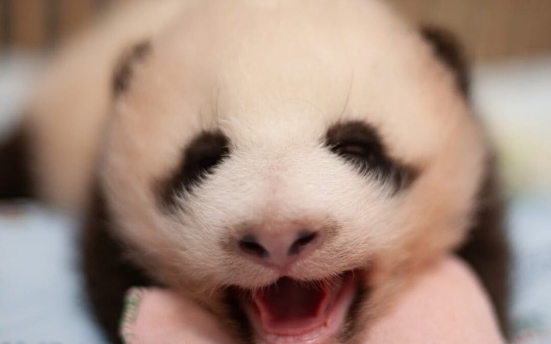 Panda Watch: Hong Kong cubs’ tails grow rounder, start to ‘disappear’ at 70 days