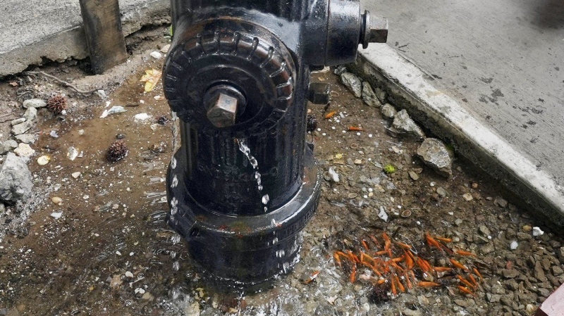 An abrupt goodbye to a guerilla goldfish aquarium beneath a leaky Brooklyn fire hydrant