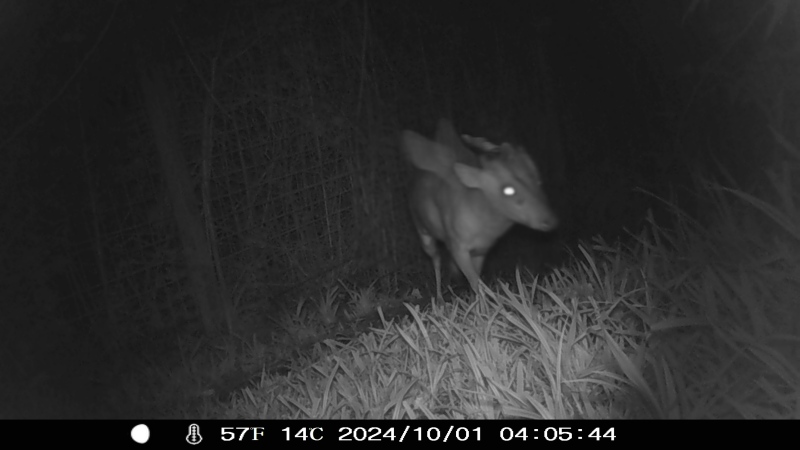 Mystery creature spotted on night vision camera at Bristol Zoo