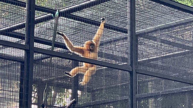 9 monkeys who died in Hong Kong’s zoo in 2 days had been infected with melioidosis, officials say