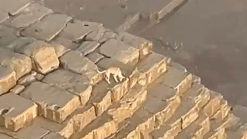 Dog spotted hanging out on top of ancient pyramid in Egypt