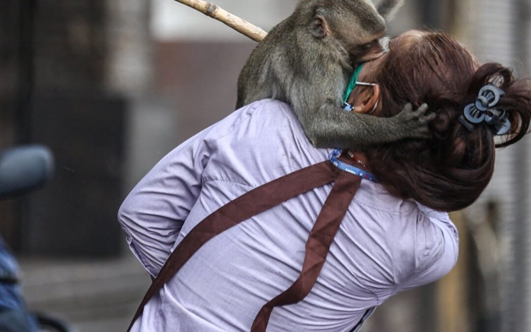 200 monkeys run riot in Thailand, forcing police to barricade their own station