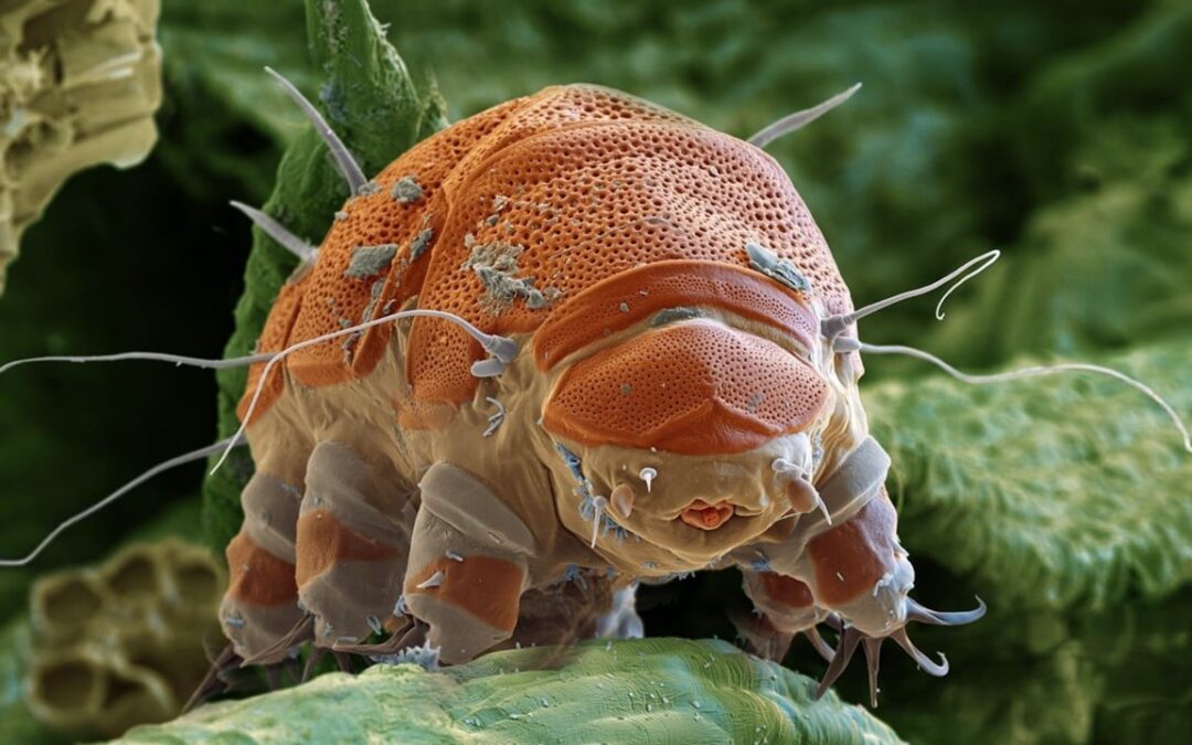 Why tiny water bears are true survivors – and what it might mean for astronauts