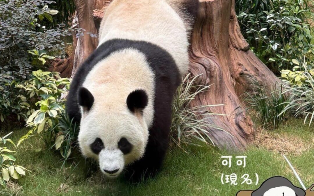 Panda Watch: Hong Kong cub ‘winces’ at mother’s poo, experts explain scent marking behaviour