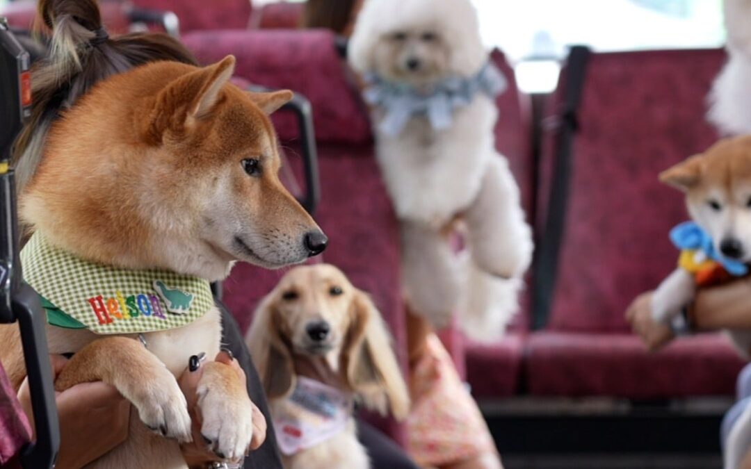 Hairy adventure: how pet-friendly is Hong Kong’s public transport?