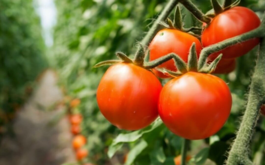 China’s genetically modified sweet tomatoes, AI robot lifeguards: 5 top science stories