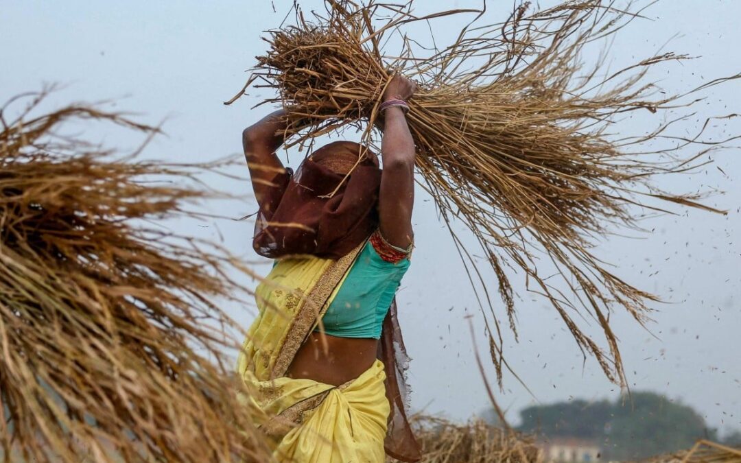 Future-proofing rice: how Asia’s farmers are innovating against climate odds