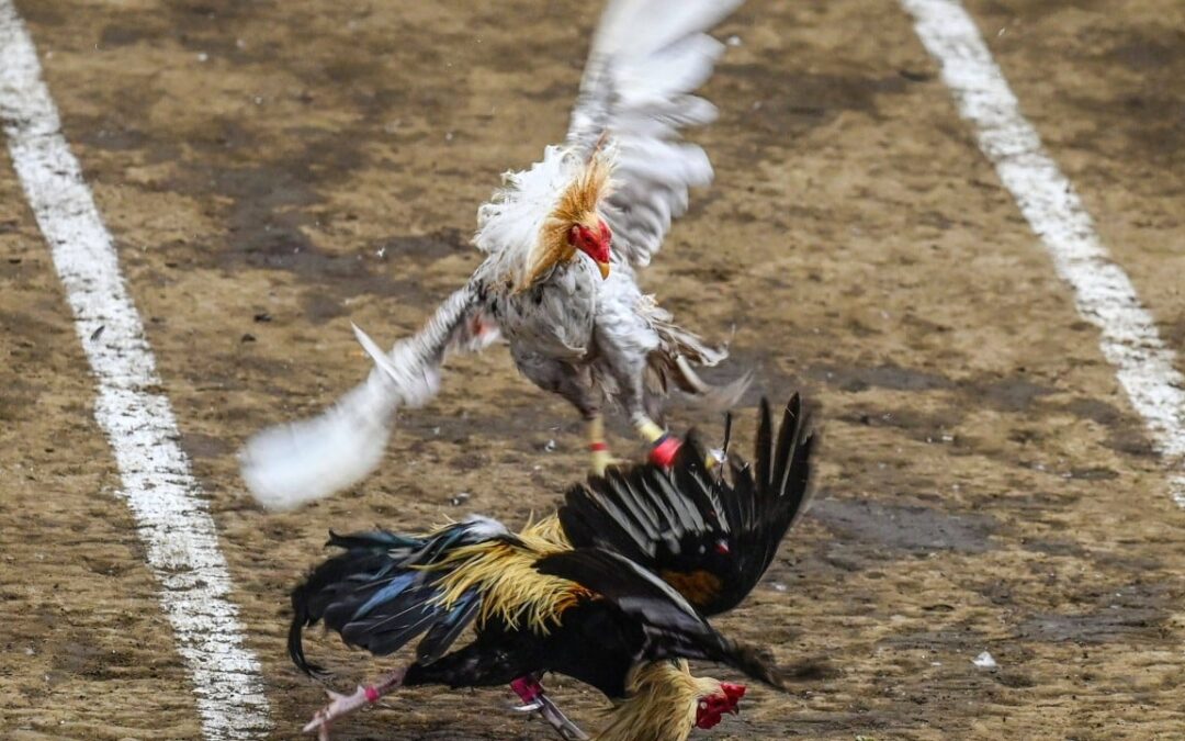 Philippine cockfighting still soars even as feathers are ruffled over job losses