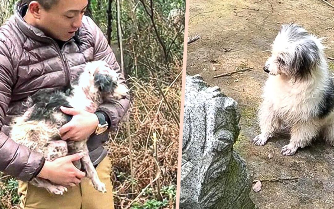 Sick China dog spends 2 years beside owner’s grave, rescued by man, becomes ‘Loyal Baby’