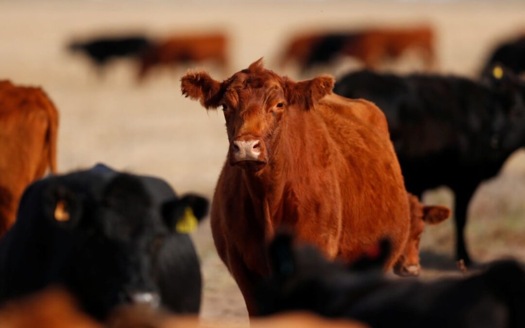 McDonald’s wants to make flatulent cows less of a problem for environment