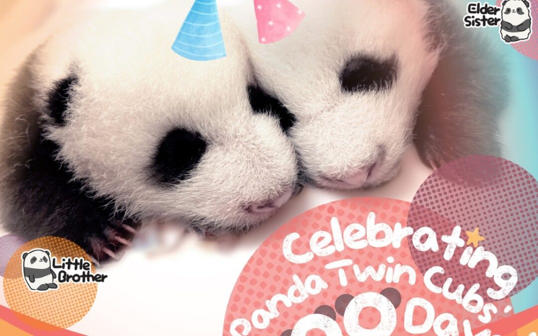 Panda Watch: Hong Kong’s twin cubs ready for 100-day milestone, with festivities planned