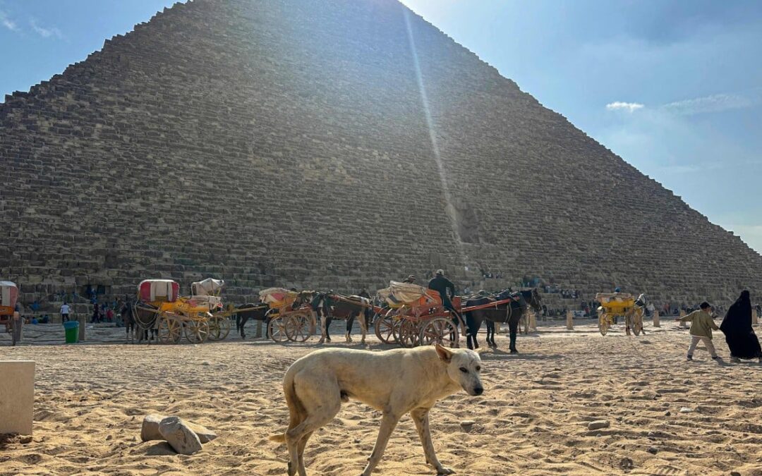 Egypt’s Giza strays become tourist draw after pyramid-scaling dog goes viral