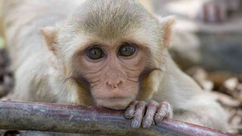 6 monkeys are still on the loose from a South Carolina compound after dozens escaped