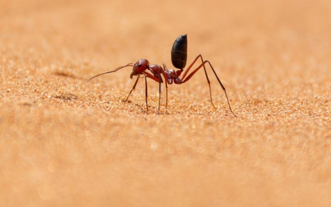 Desert ant shows Chinese team the way to high-definition polarised light sensor chip