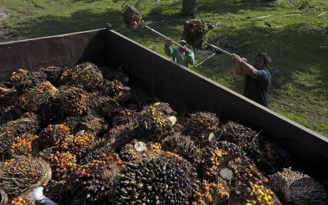 Indonesia’s Prabowo wants protection from foreign interest in palm oil sector