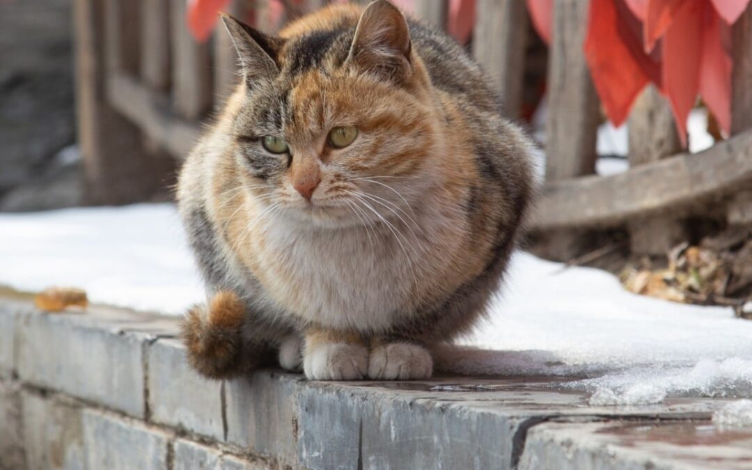 Gruesome deaths of cats at Malaysian campus spark outrage from animal lovers