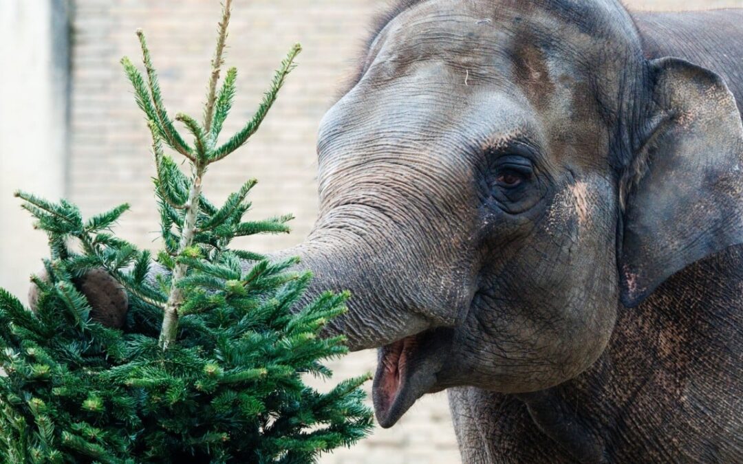 Don’t eat your Christmas tree, Belgians warned, after city posts food tips