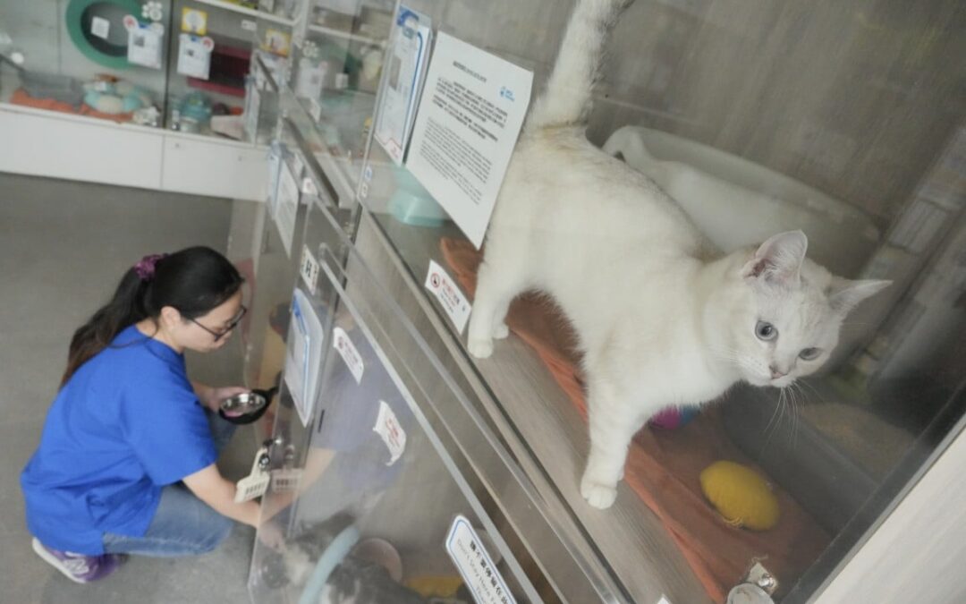 Travel-loving Hongkongers losing interest in pets, animal charity says