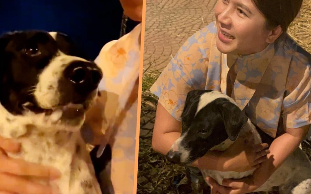 Thai woman comforts frightened stray dog during fireworks, warms hearts online