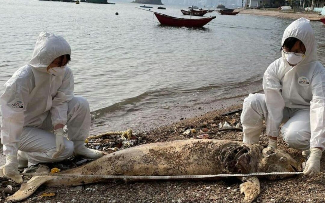 Number of marine animal strandings in Hong Kong in January at 20-year high