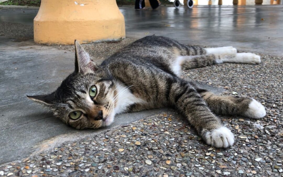 Malaysians outraged over suspected serial cat killer after ‘mutilated’ feline found