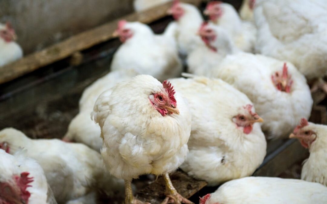 First US bird flu death reported in Louisiana, state health officials say