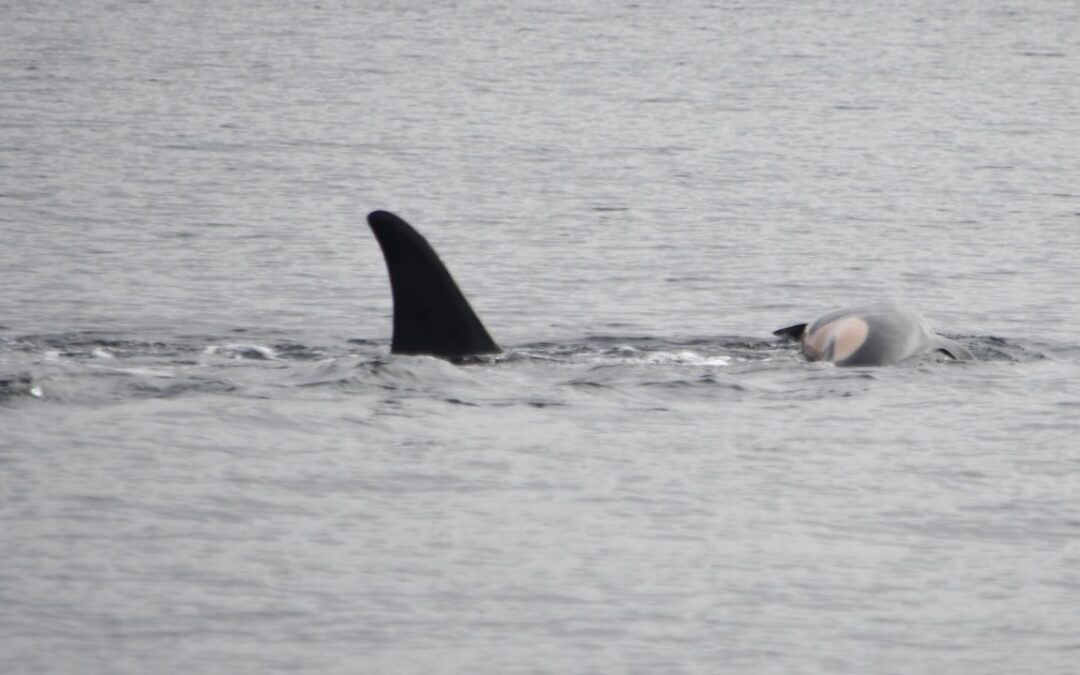 Bereaved orca whale seen carrying second dead baby, say US researchers