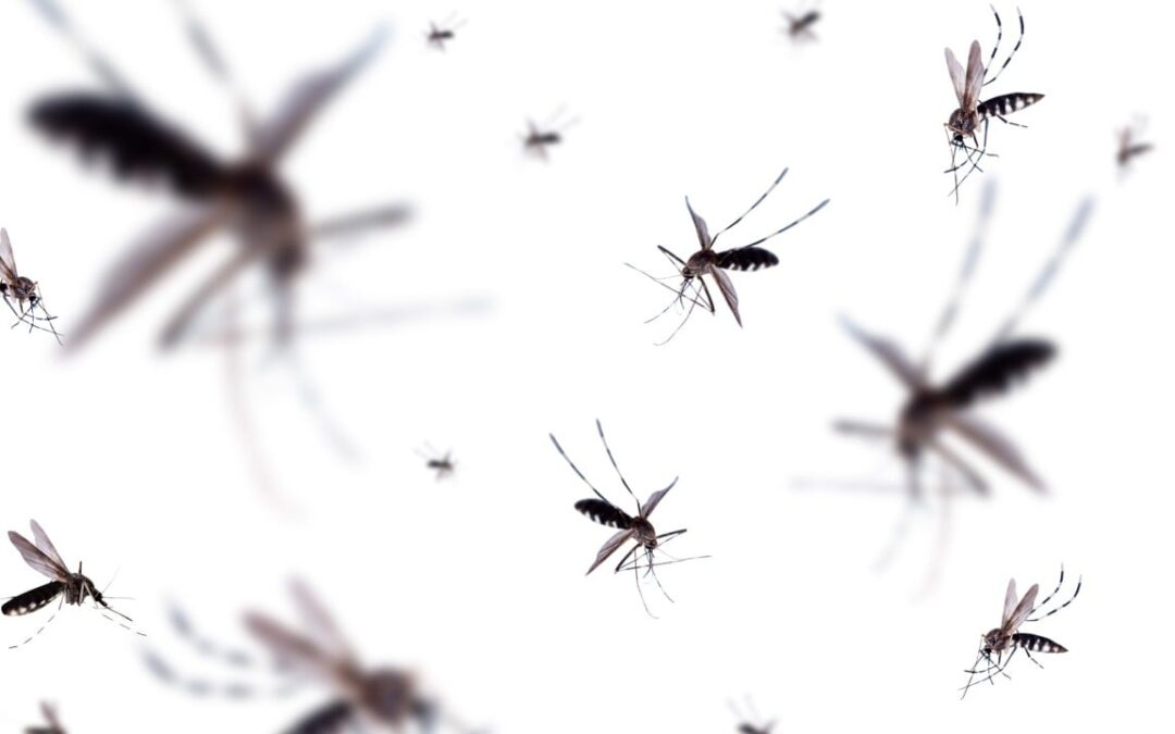 Scientists in Australia breed mosquitoes with ‘toxic’ semen to curb diseases