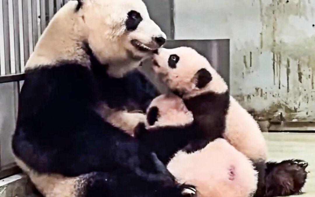 Panda Watch: Hong Kong’s Ying Ying cares for twin cubs together for first time