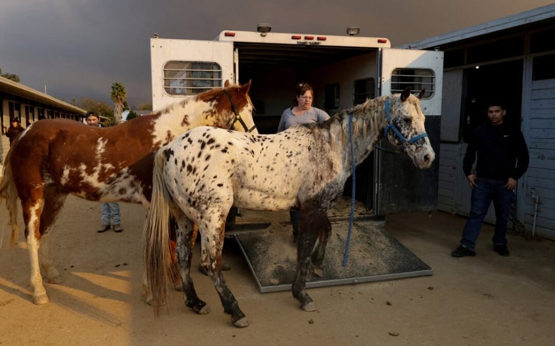 Animal rescuers care for LA fire evacuees – dogs, donkeys, horses